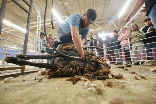 Sheep farmer Jonathon Nichol from Darlingford gives students from Maryland Park School a sheep shearing demonstration at the Keystone Centre on the starting day of Manitoba Ag Ex on Wednesday afternoon. (Photos by Matt Goerzen/The Brandon Sun)