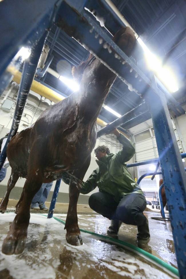 A cattle breeder from Saskatchewan washes down a yearling cow on Thursday afternoon before a livestock show during the Manitoba Ag Ex event at Brandon&rsquo;s Keystone Centre. (Matt Goerzen/The Brandon Sun)