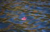 A maple leaf floats in the water as fall colours are reflected in Meech Lake in Chelsea, Que., on Sunday, Oct. 11, 2020. THE CANADIAN PRESS/Justin Tang
