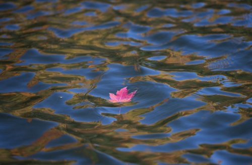A maple leaf floats in the water as fall colours are reflected in Meech Lake in Chelsea, Que., on Sunday, Oct. 11, 2020. THE CANADIAN PRESS/Justin Tang