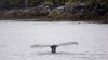 A humpback whale is seen fishing in the waters of Chatham Sound near Prince Rupert, B.C., Friday, June, 22, 2018. THE CANADIAN PRESS Jonathan Hayward