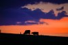 Cattle graze at sunset near Cochrane, Alta., on Thursday, June 8, 2023. THE CANADIAN PRESS/Jeff McIntosh
