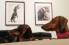 Dachshunds attend the exhibition 