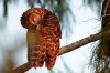 A barred owl rests at dawn in Everglades National Park near Flamingo, Fla on Monday, Oct. 21, 2019. (AP Photo/Robert F. Bukaty)